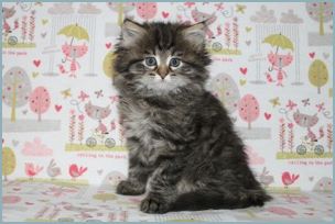 Female Siberian Kitten from Deedlebug Siberians